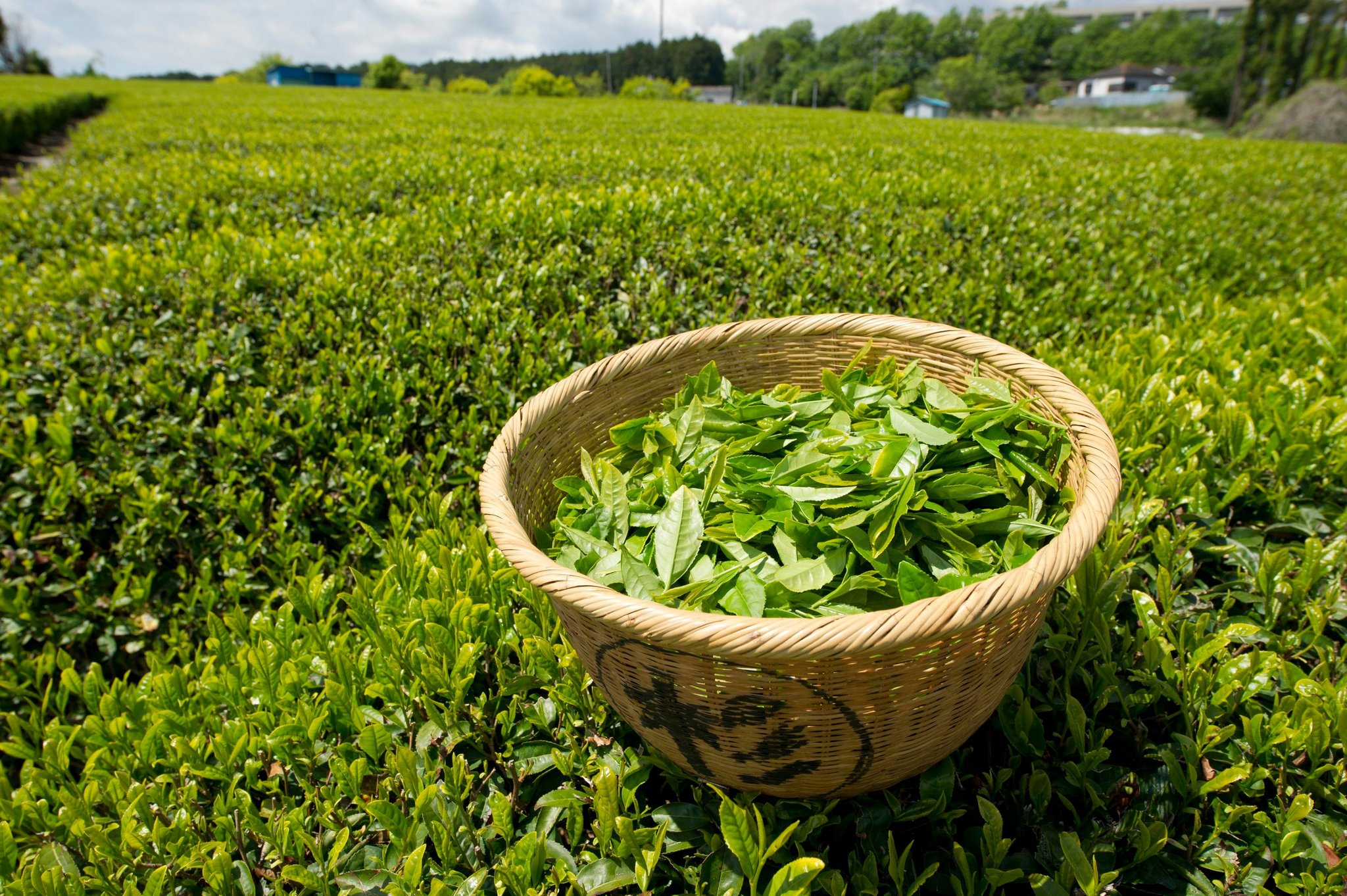 Tea leaf for Improve Health